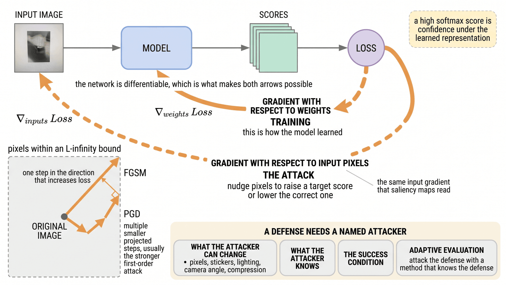 One forward pass and one loss with two gradient arrows leaving it, one updating weights during training and one editing input pixels during the attack. With a single FGSM step and many projected PGD steps inside the perturbation budget.